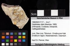 Foto (Objket + Etiketten) von Galatheites zitteli (Moericke, 1889) 